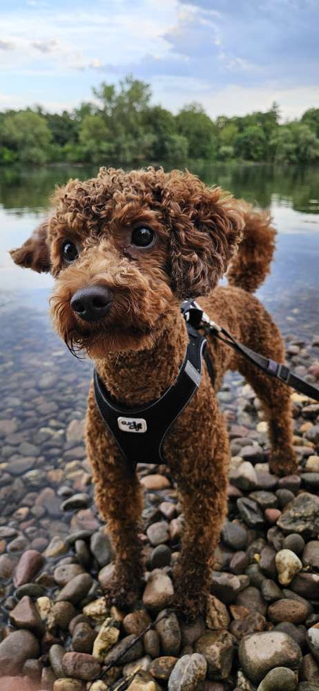 Hundetreffen-Hundekontakt und gegenseitige Unterstützung-Profilbild