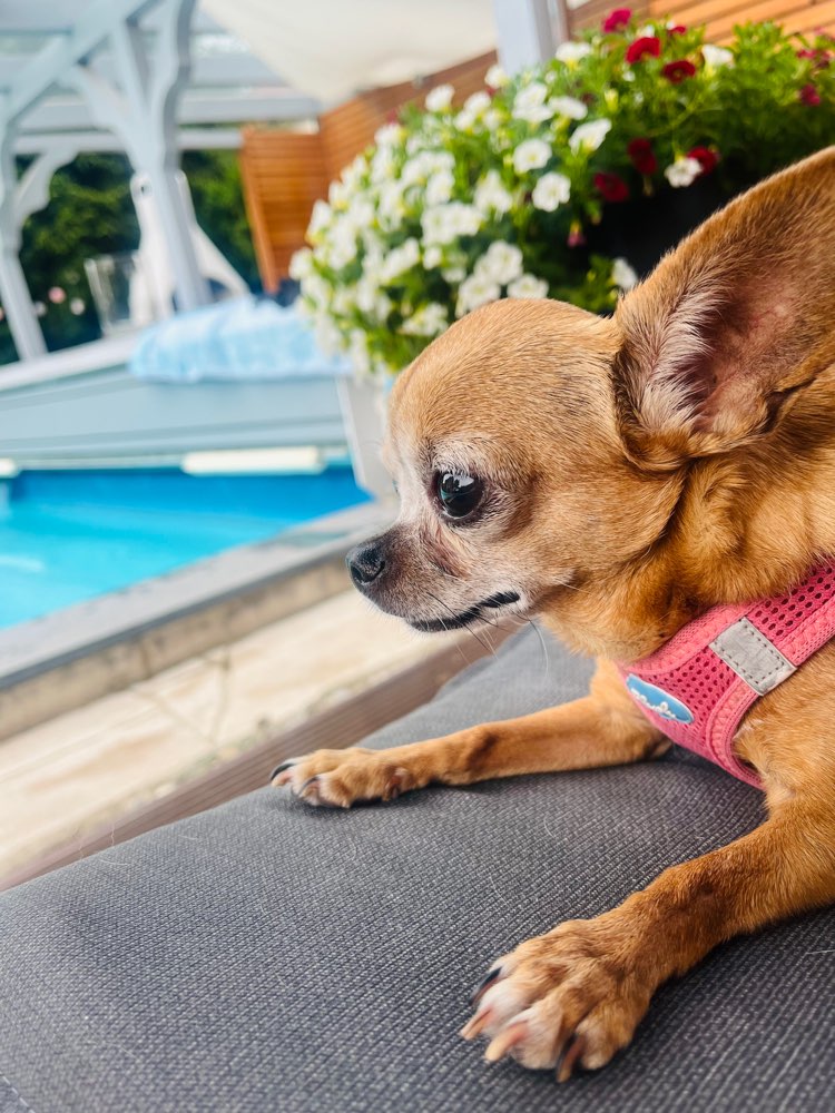 Hundetreffen-Gassi mit kleinen Hunden 🐶-Profilbild