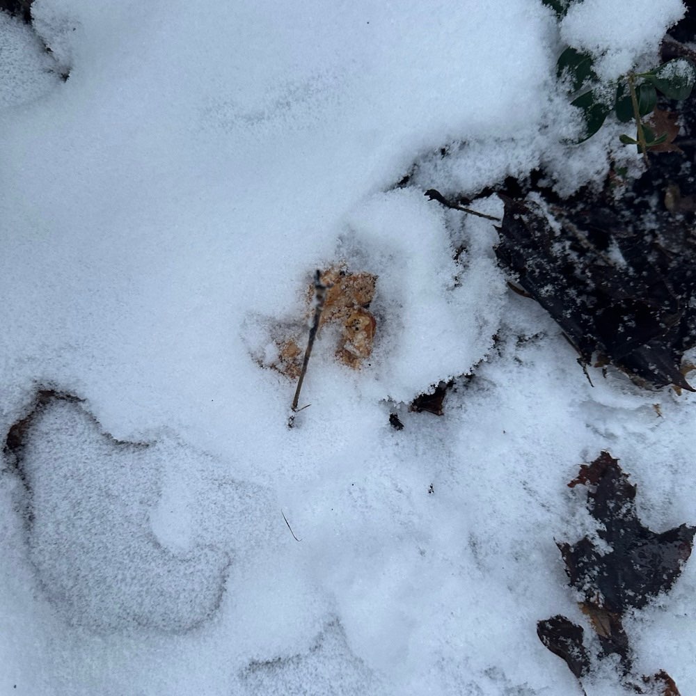 Giftköder-Fleisch unter Laub (Giftköder?)-Profilbild