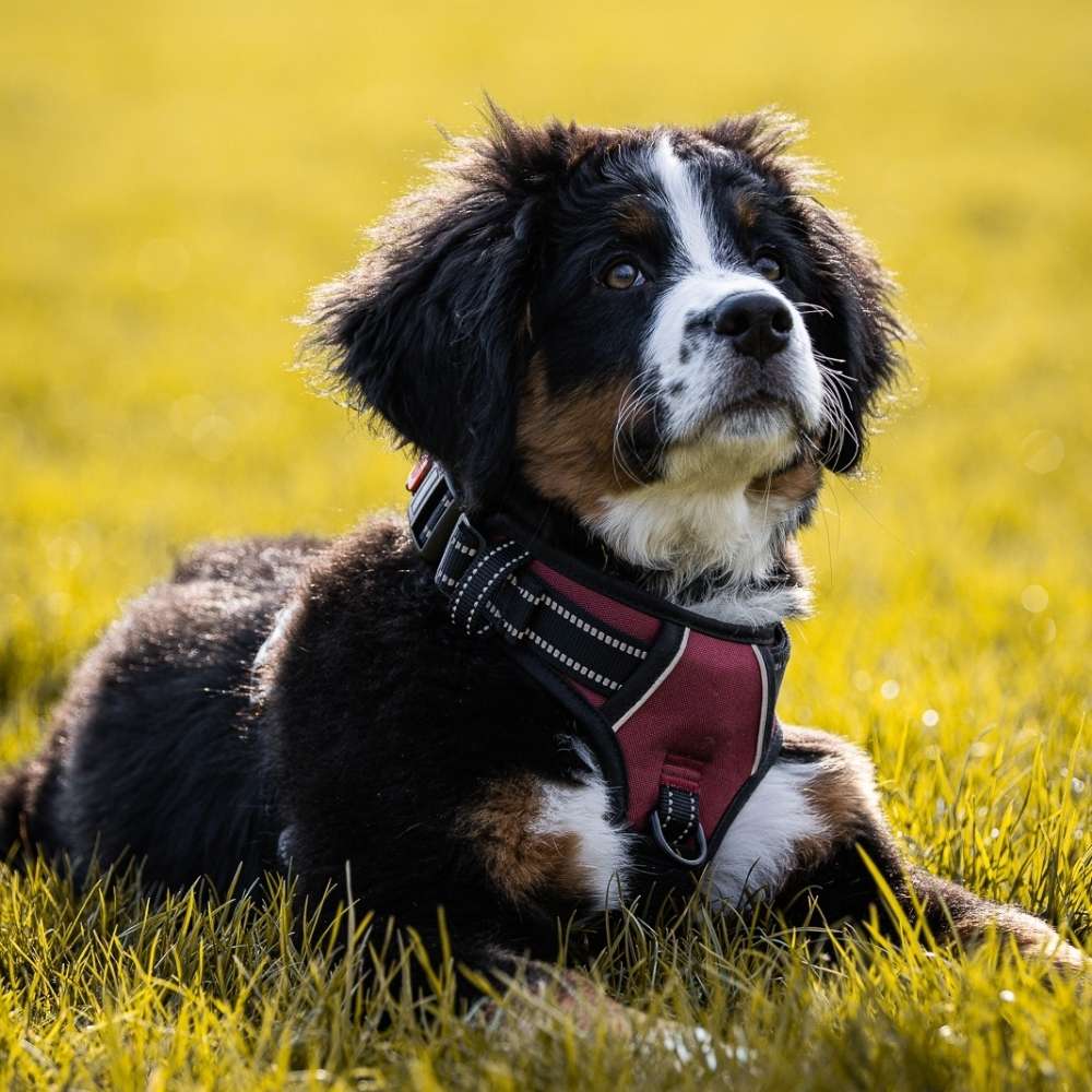 Hundetreffen-Treff im Rosental-Profilbild