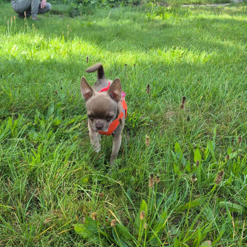 Hundetreffen-Gassirunde und Training-Profilbild
