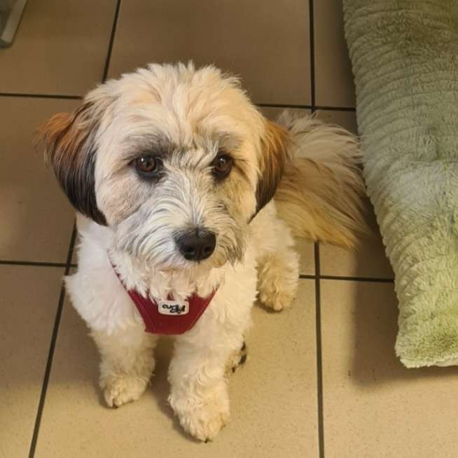 Hundetreffen-Frei Toben auf eingezäunter Wiese-Profilbild