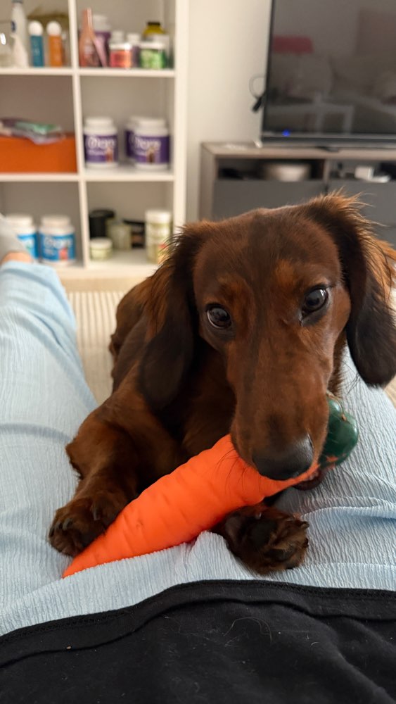 Hundetreffen-Spiel- und Gassipartner gesucht-Profilbild