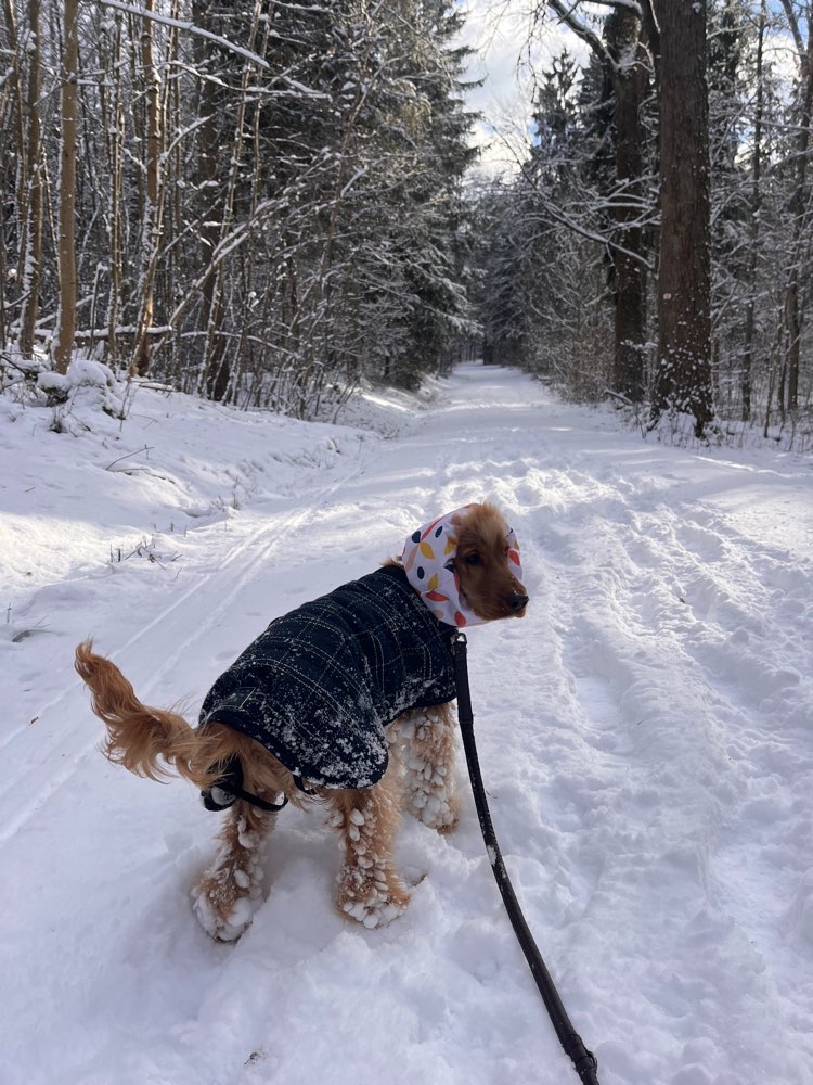 Hundetreffen-entspannte Auszeit in und um Wü🫶🏼-Profilbild