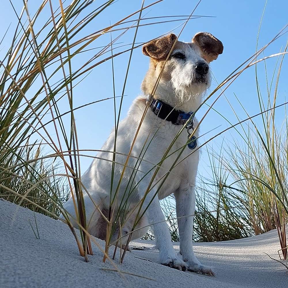 Hundetreffen-Gassirunde in Radebeul-Profilbild