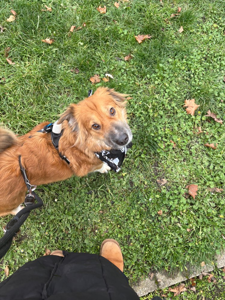 Hundetreffen-Spaziergang/Spieletreff-Profilbild