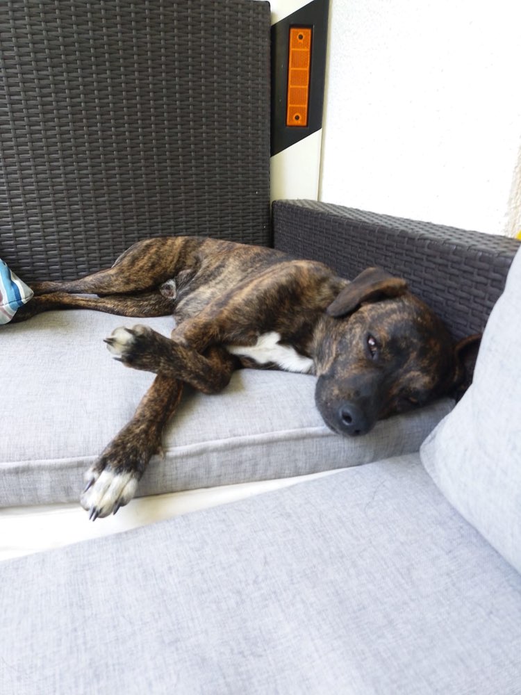 Hundetreffen-Junghunde spiel und Spaziertreff-Profilbild