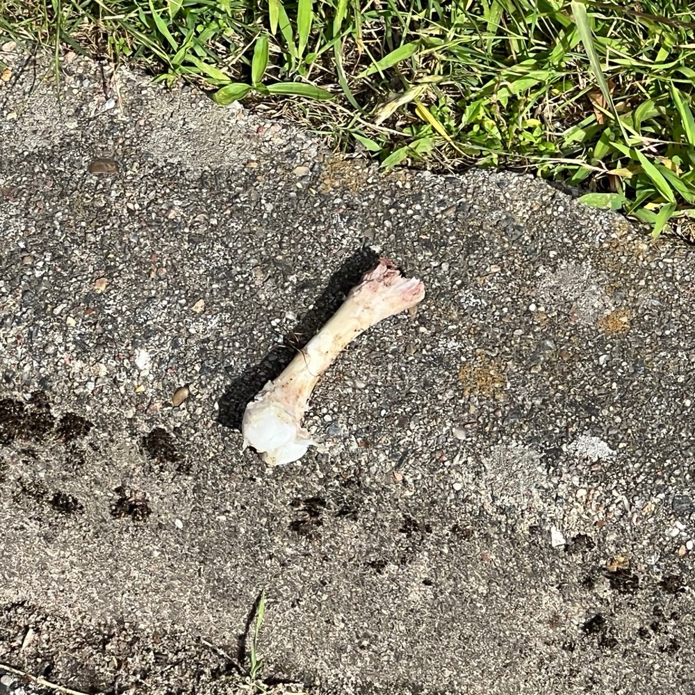 Giftköder-Mehrere Knochen-Profilbild