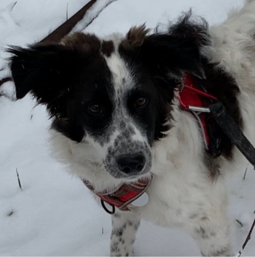 Hundetreffen-Spiel treffen und gassi gehen-Profilbild