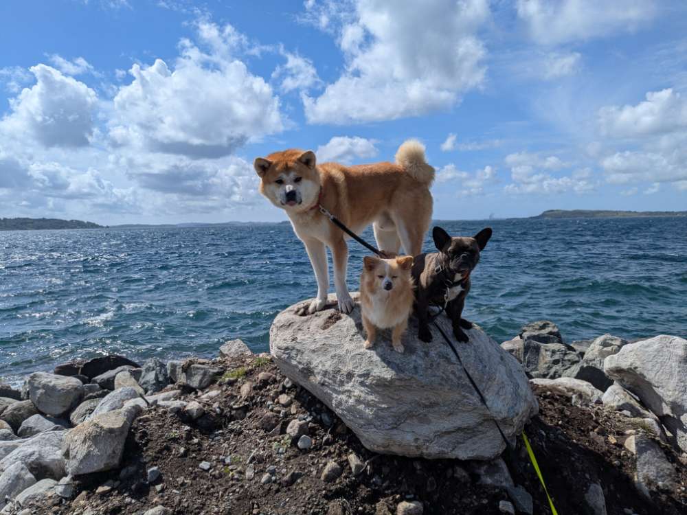 Hundetreffen-Gassi und Spielrunde-Profilbild