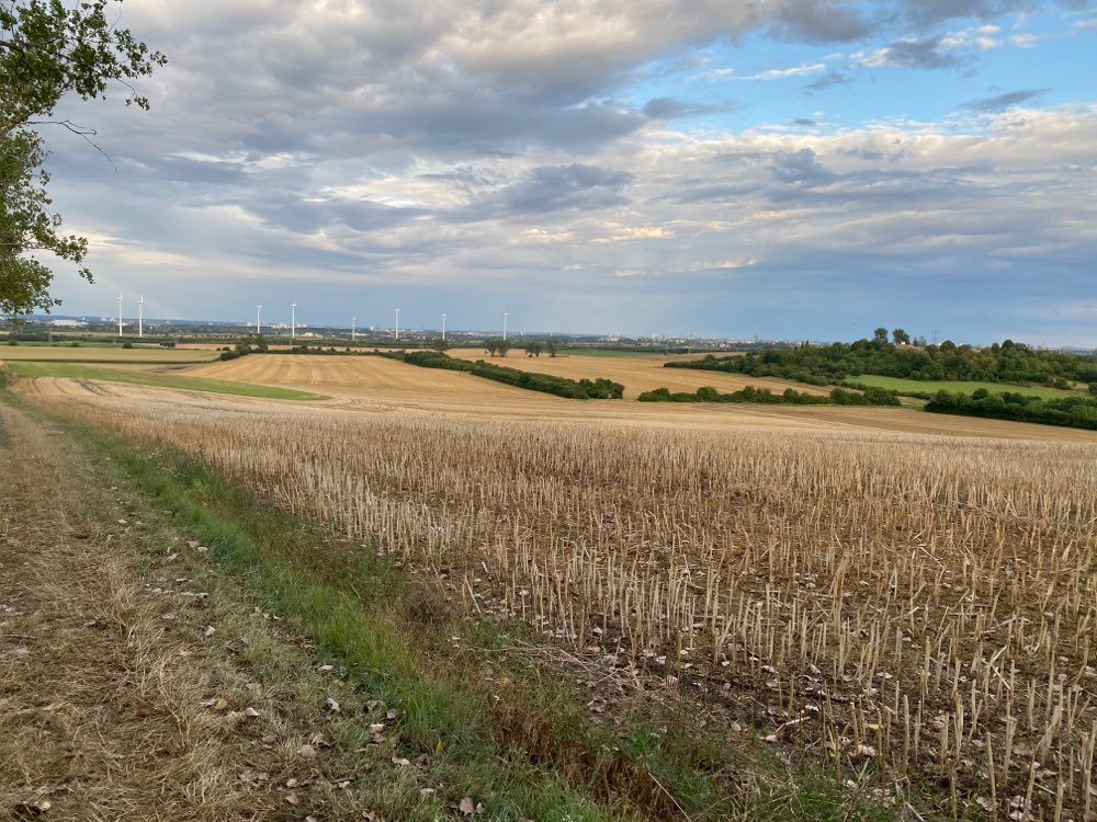 Hundetreffen-Spazieren und Spielen für große Hunde in der Börde-Profilbild