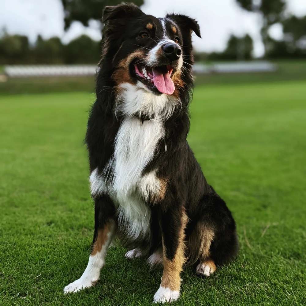 Hundetreffen-Morgen Gassirunde im "Roten Tor Park"-Profilbild