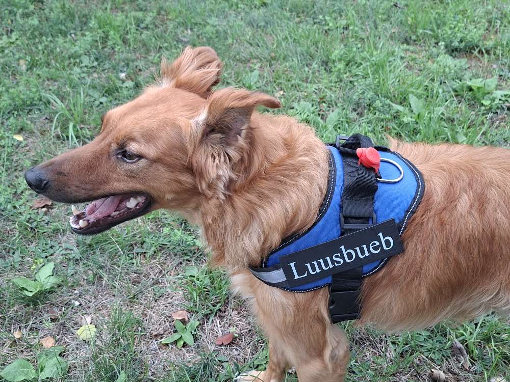 Hundetreffen-Hunde-Kumpels gesucht-Profilbild
