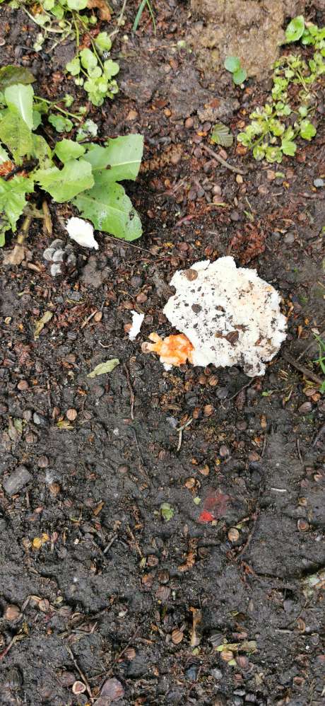 Giftköder-Giftköder Friedhof West-Profilbild