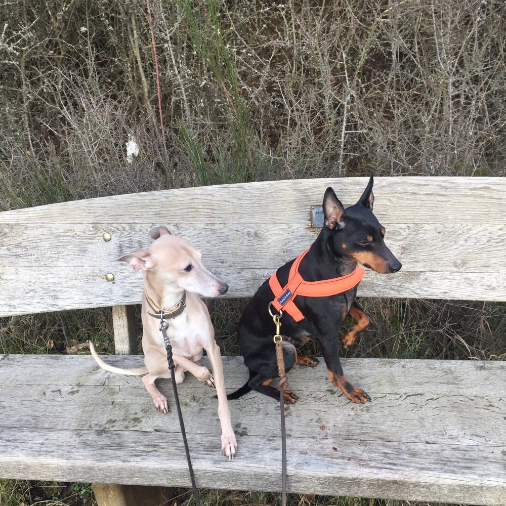 Hundetreffen-Social Walk ( an der Leine) in und um Wetzlar, wer geht mit ?🙋🏻‍♀️🐶🐶-Profilbild