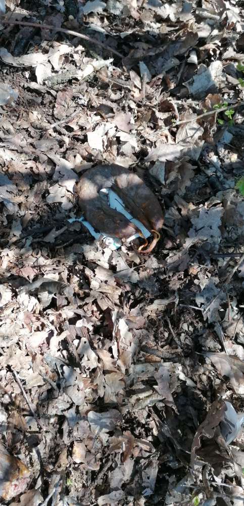 Giftköder-Verrmutlich Giftköder-Profilbild