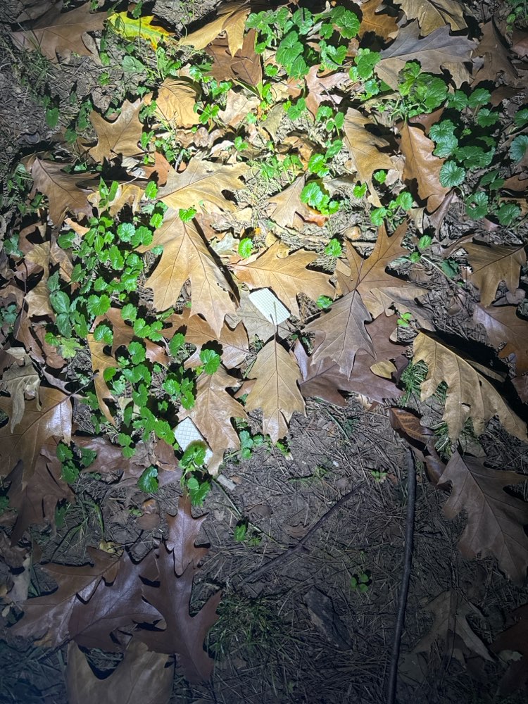 Giftköder-Futter im Gebüsch.-Profilbild