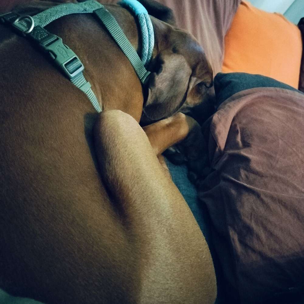 Hundetreffen-Spiel, Spaß und Soziales.-Profilbild