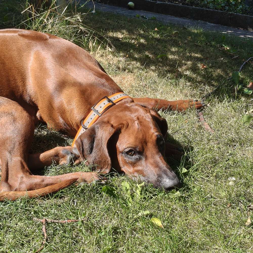 Hundetreffen-Spielkumpel für Ares gesucht! 🐾-Profilbild