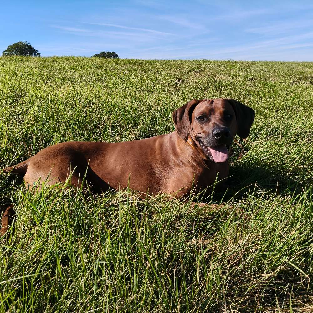 Hundetreffen-Spielkumpel für Ares gesucht! 🐾-Profilbild