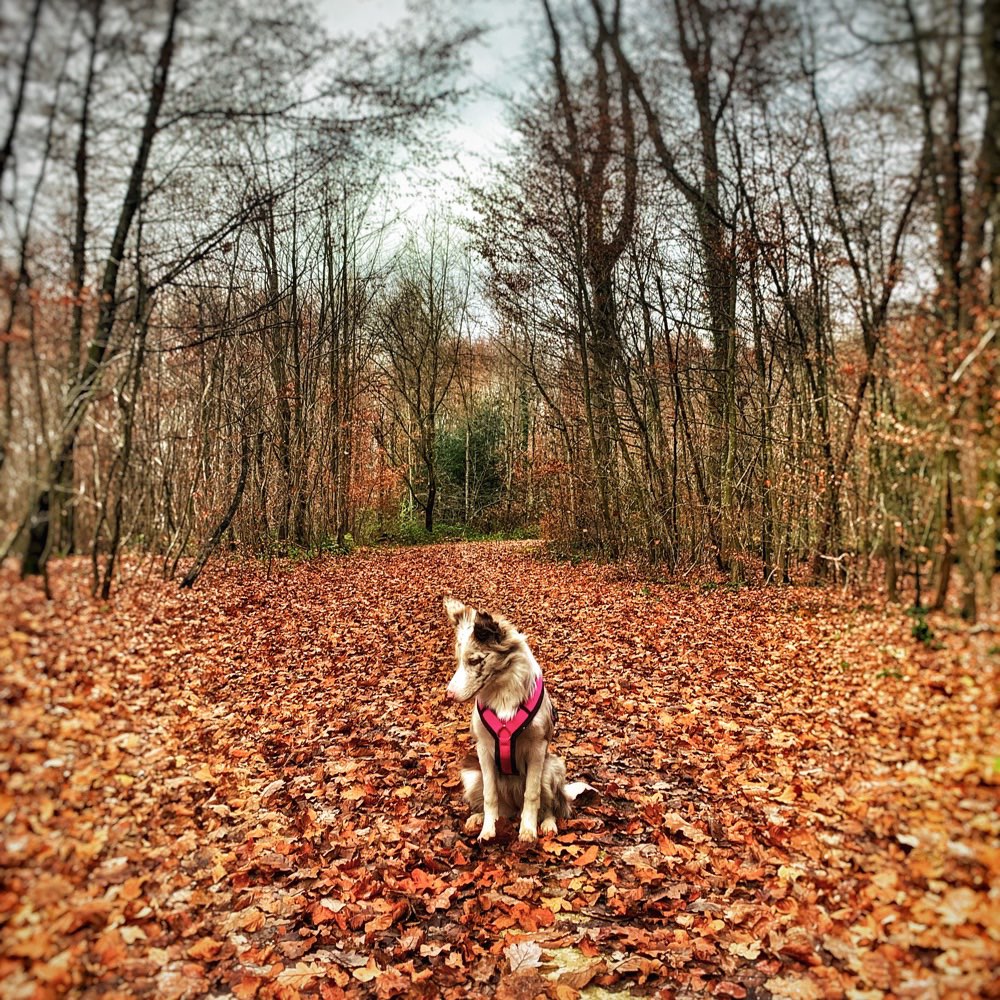 Hundetreffen-Gemeinsame Spaziergänge mit Spieleinheiten-Profilbild