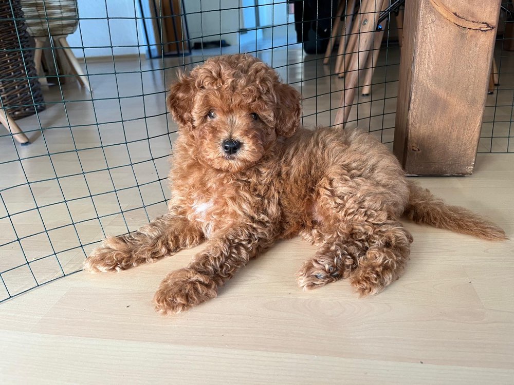 Hundetreffen-Gassi Freund für Eddie-Profilbild