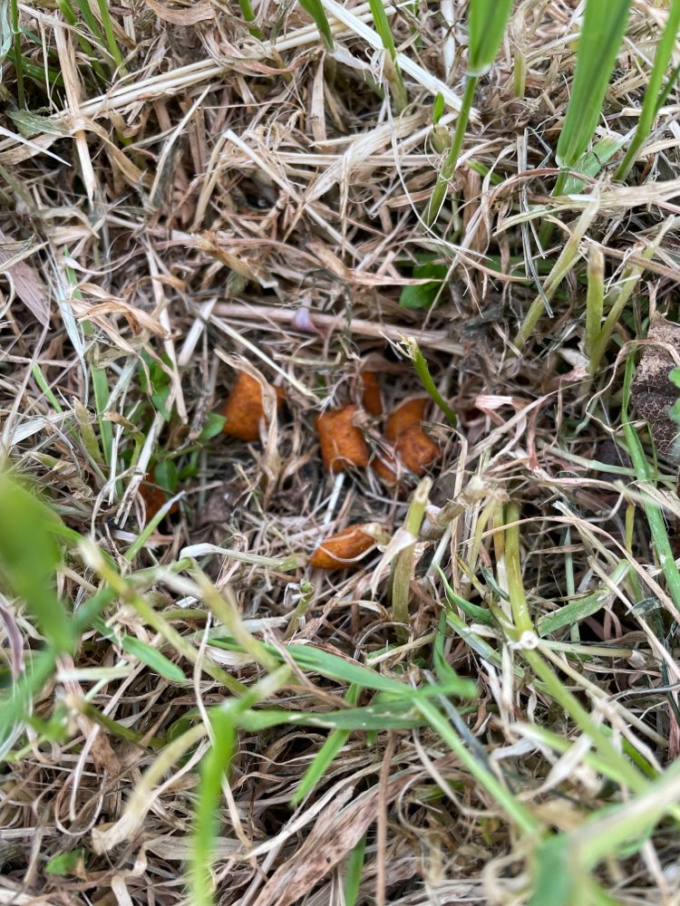 Giftköder-Unklar - Futter ausgelegt-Profilbild