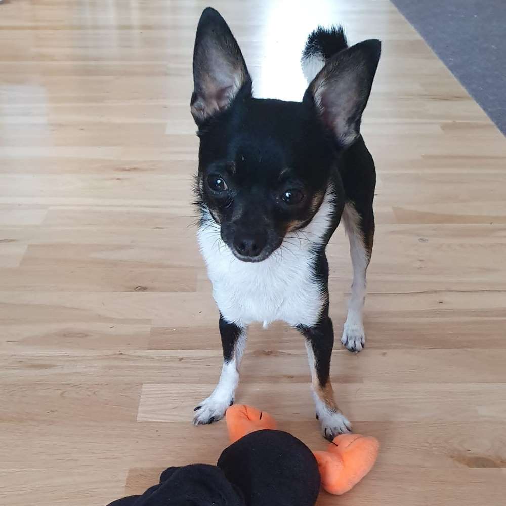 Hundetreffen-Goofy sucht liebe Gassigeh Freunde-Profilbild