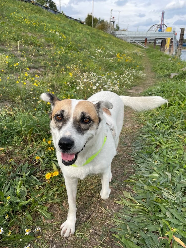 Hundetreffen-Hundetreffen / Gemeinsames Gassi & Spielen-Profilbild