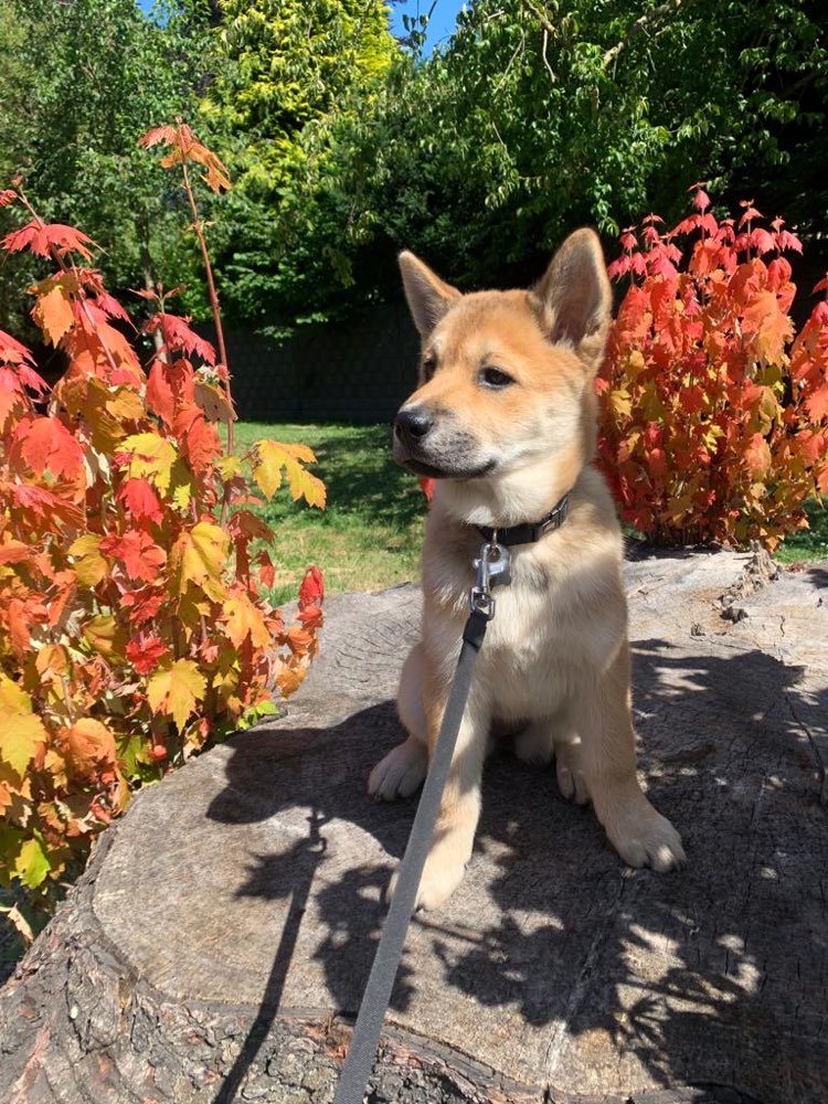 Hundetreffen-Nikita sucht Welpenfreund zum Spielen-Profilbild