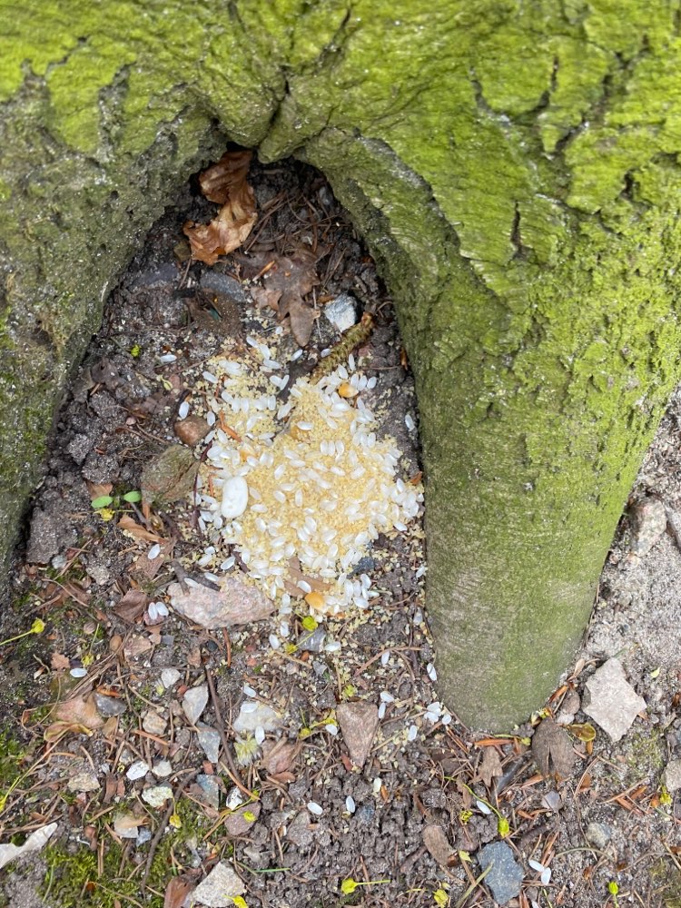 Giftköder-Reis mit undefinierbarer Substanz-Profilbild