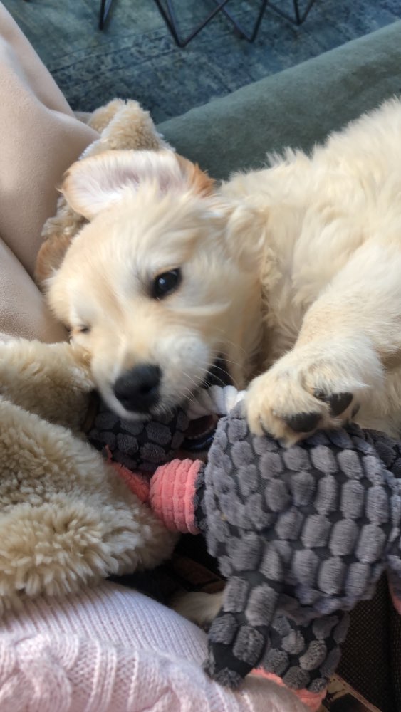 Hundetreffen-Welpentreffen in Stuttgart West-Profilbild