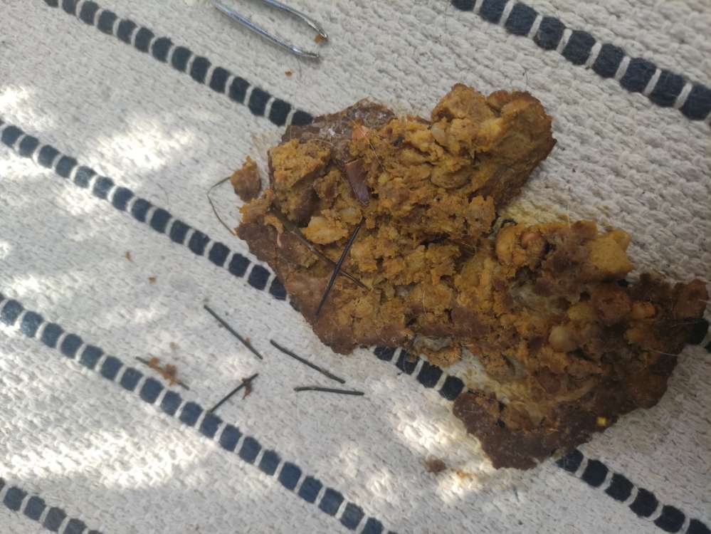 Giftköder-Hundekoeder mit Plastikspitzen-Profilbild