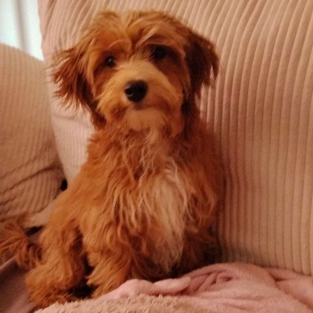 Hundetreffen-Welpen/Junghunde treffen-Profilbild