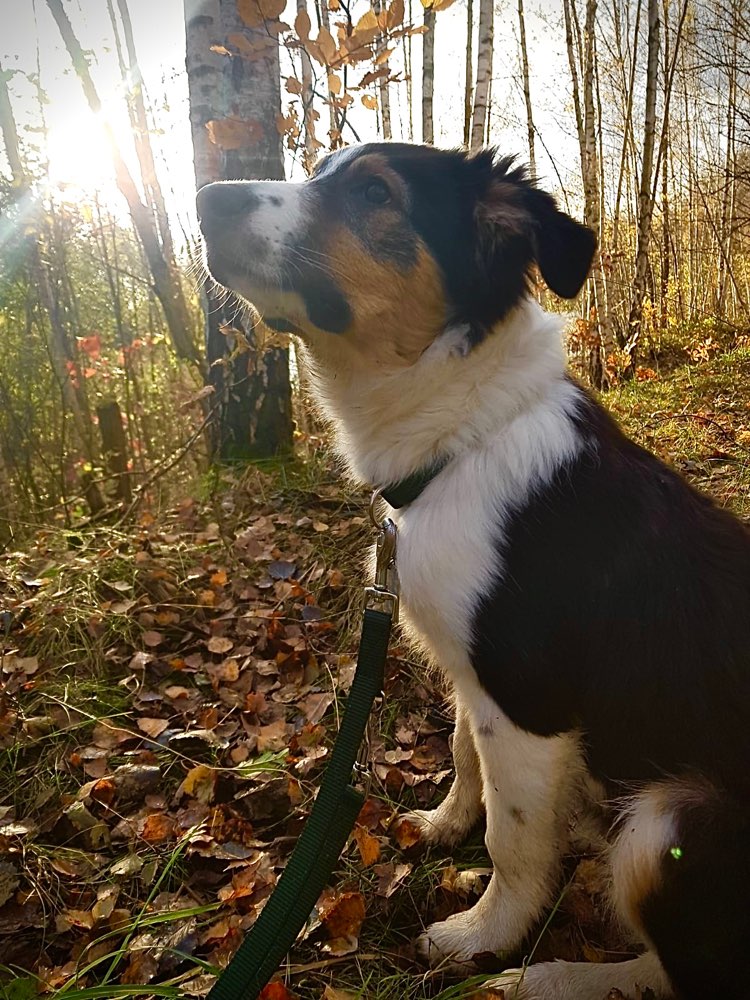 Hundetreffen-Treffen in Mittweida-Profilbild