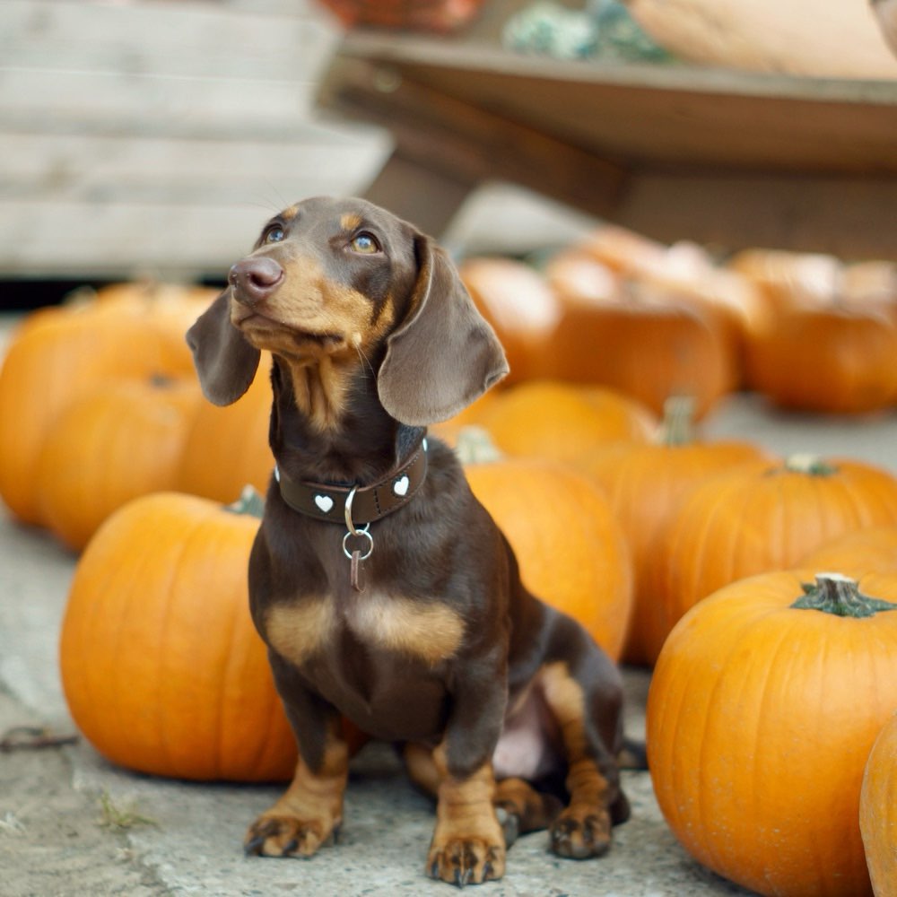 Hundetreffen-Hundefotoshooting Hannover (Hobby)-Profilbild