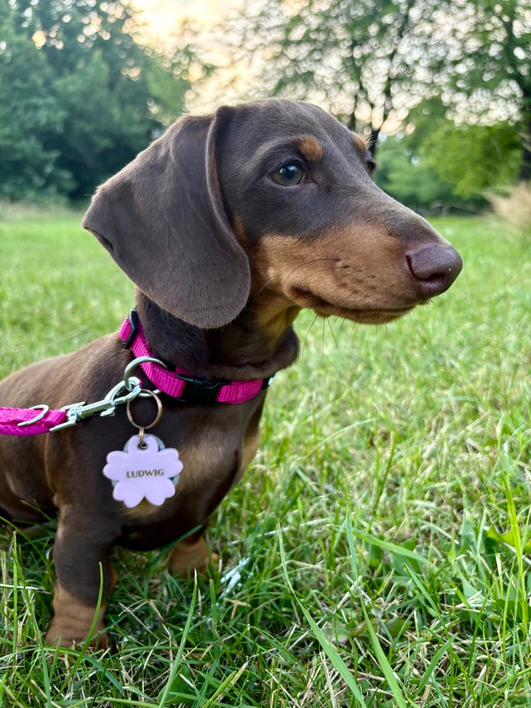 Hundetreffen-Welpen oder Kleine Hunde zum Spielen-Profilbild