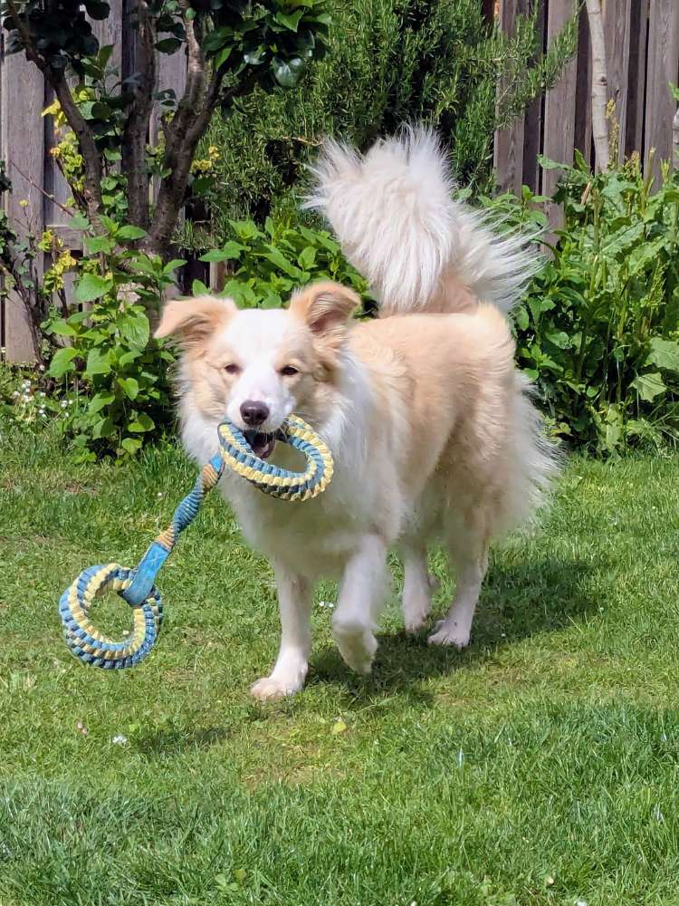 Hundetreffen-Treffen Gassirunde, Training & Spielen-Profilbild