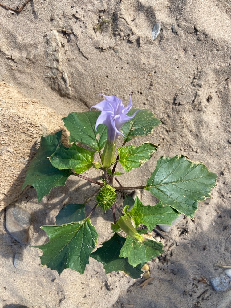 Giftköder-Mehrere Gemeine Stechäpfel am Rhein-Profilbild