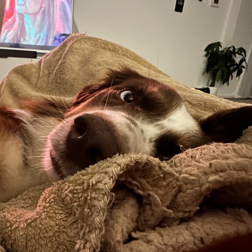 Hundetreffen-Pfuhl/Burlafingen/NU & Umgebung Spiel-, Gassi-, Trainingsrunden-Profilbild