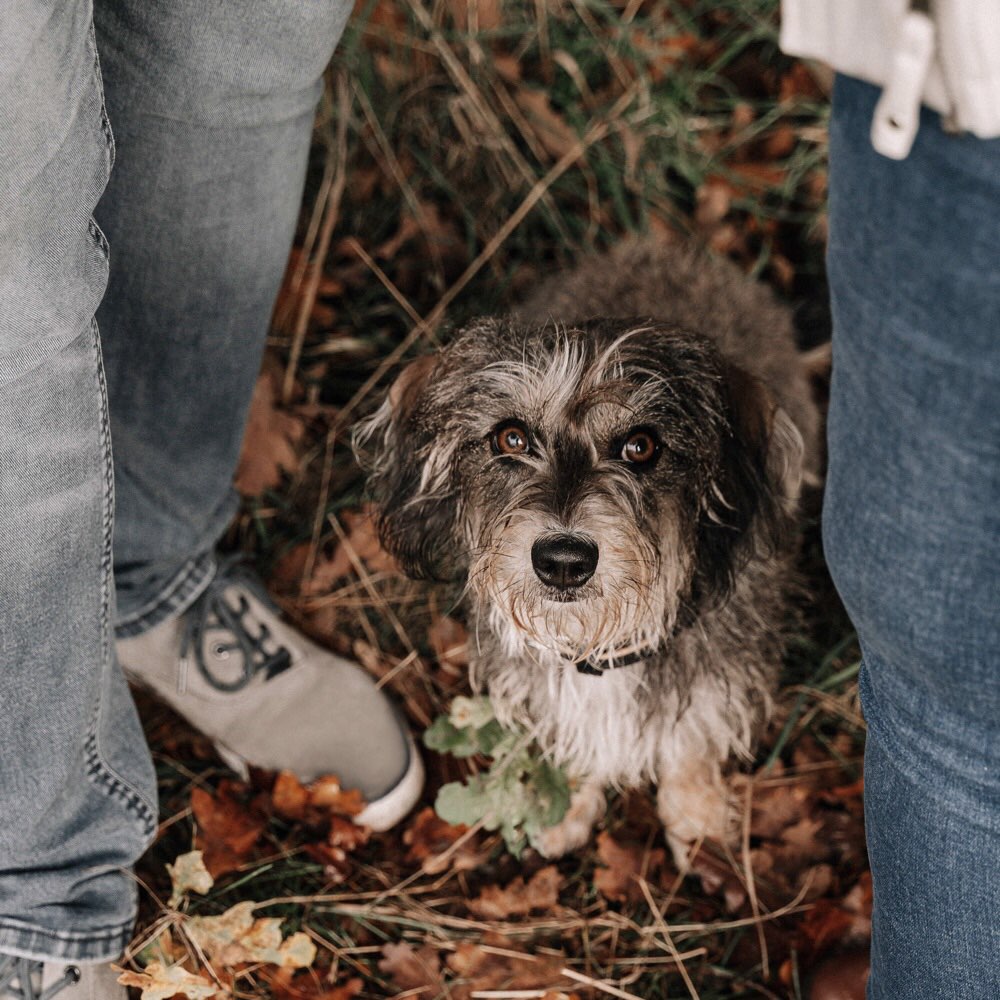 Hundetreffen-Kleinhunde 🐾-Profilbild