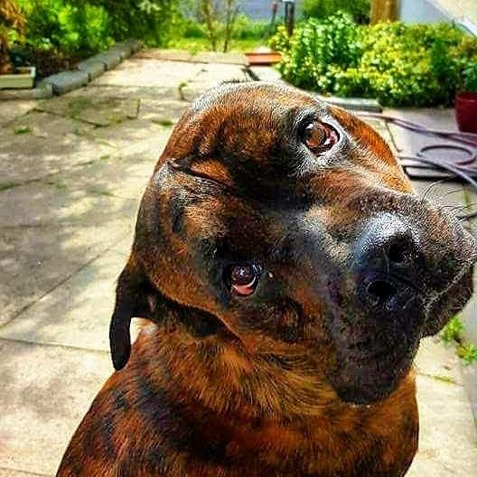 Hundetreffen-Suchen Gassi und Spiel buddys-Profilbild