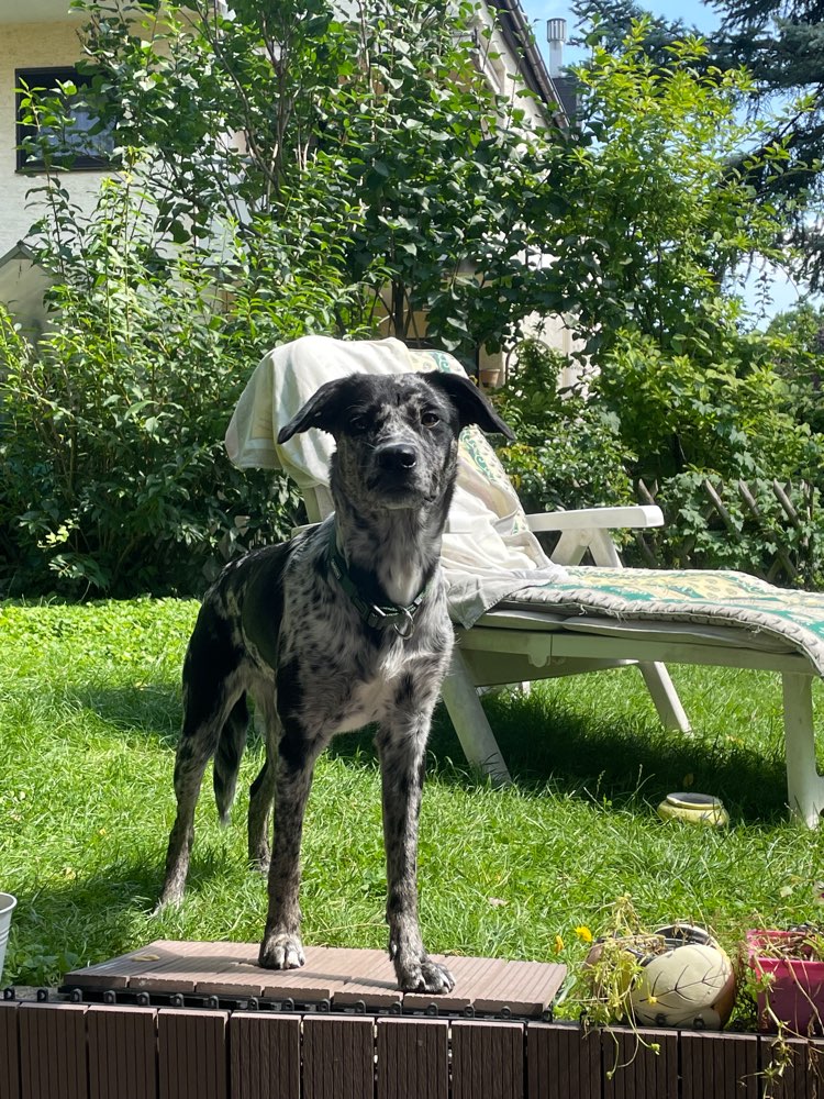 Hundetreffen-Spielpartner gesucht!-Profilbild