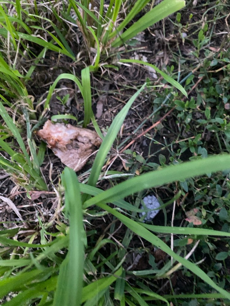 Giftköder-Vermutlich Giftköder-Profilbild