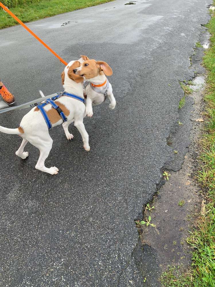 Hundetreffen-Social dog Walk-Profilbild