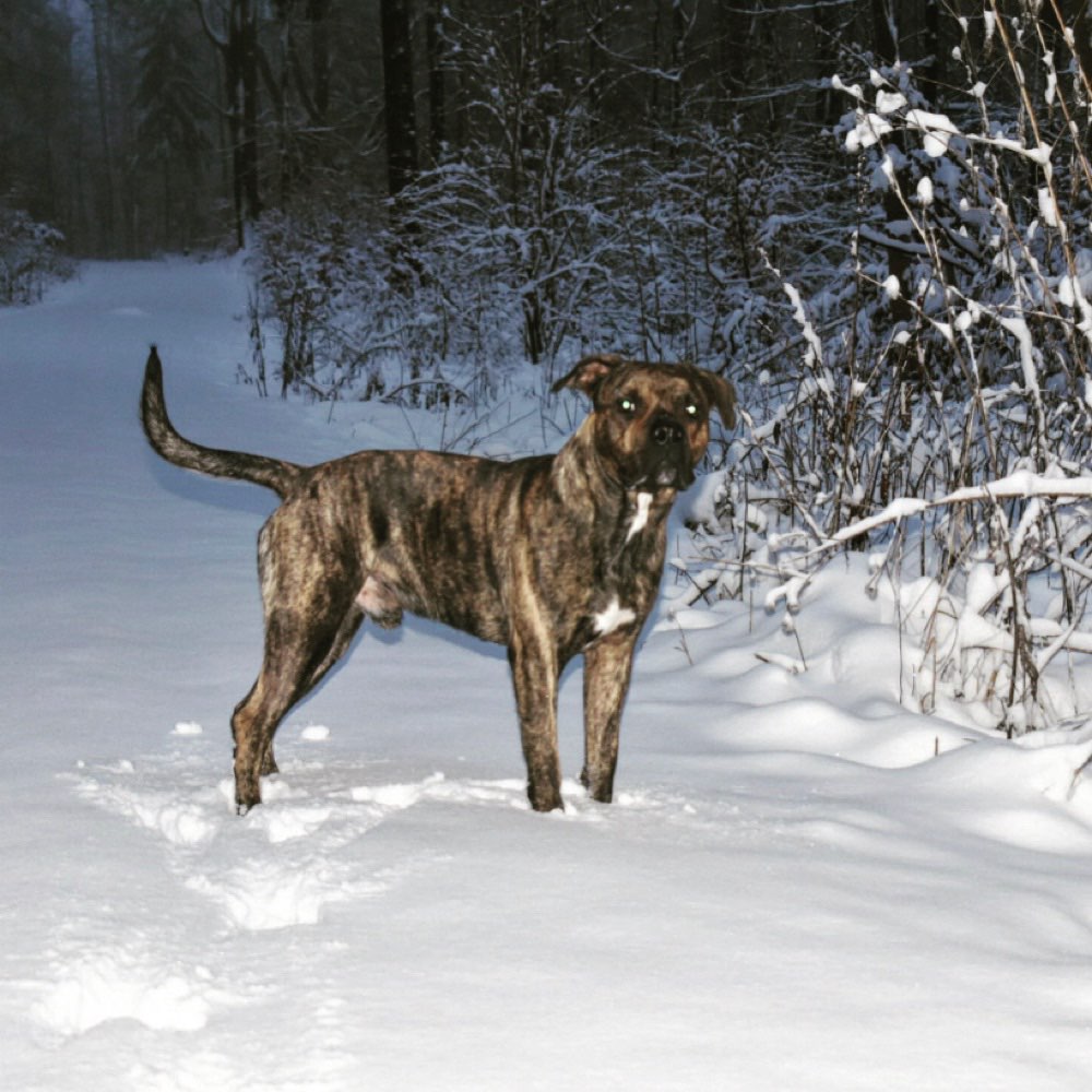 Hundetreffen-Training Hundebegegnungen-Profilbild