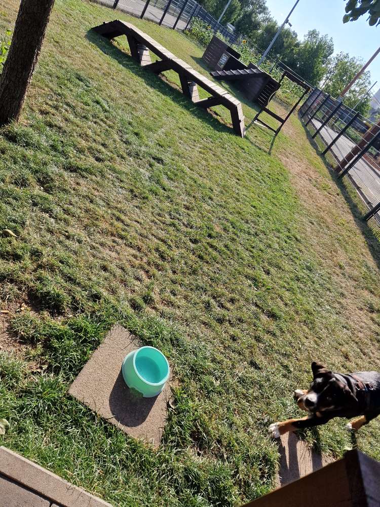 Hundetreffen-Hundetreff MC Pentling-Profilbild