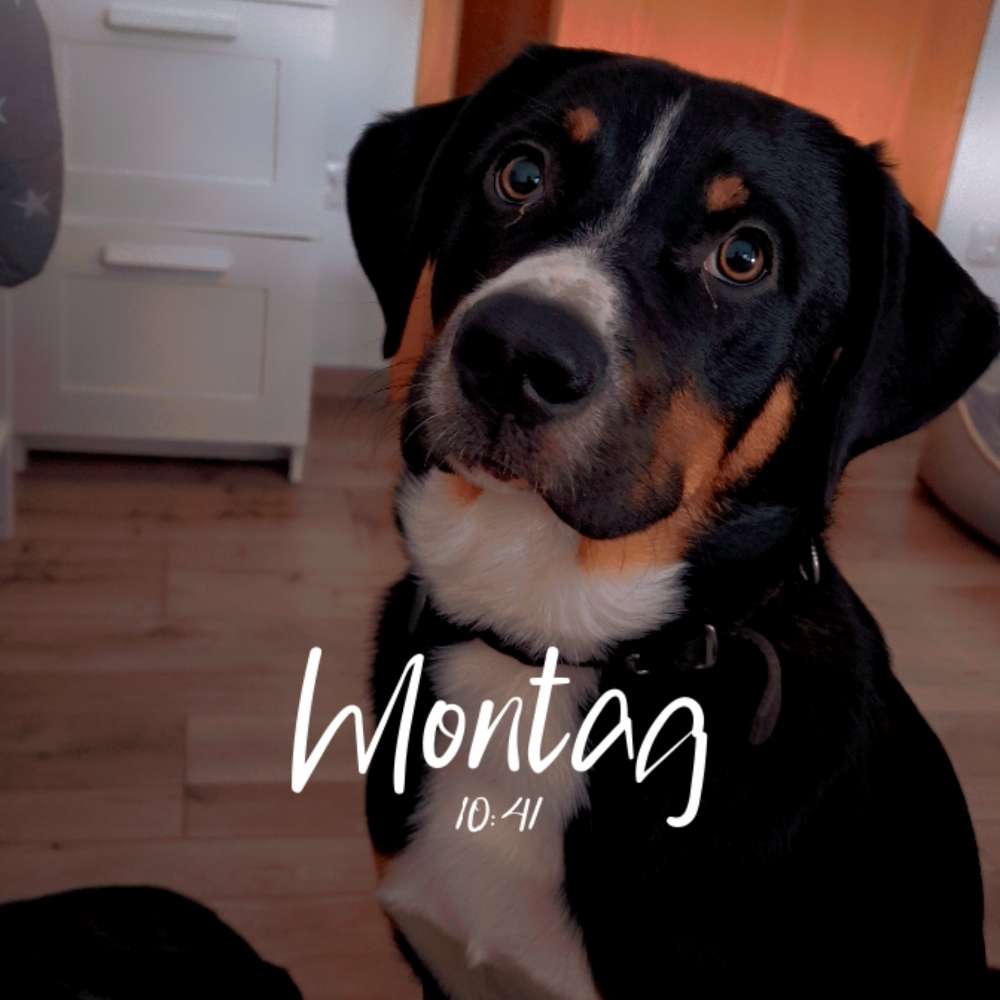 Hundetreffen-Gassi gehen und Spielen-Profilbild