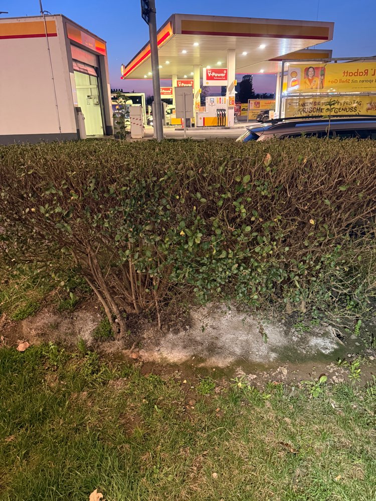 Giftköder-Weißes Pulver??-Profilbild