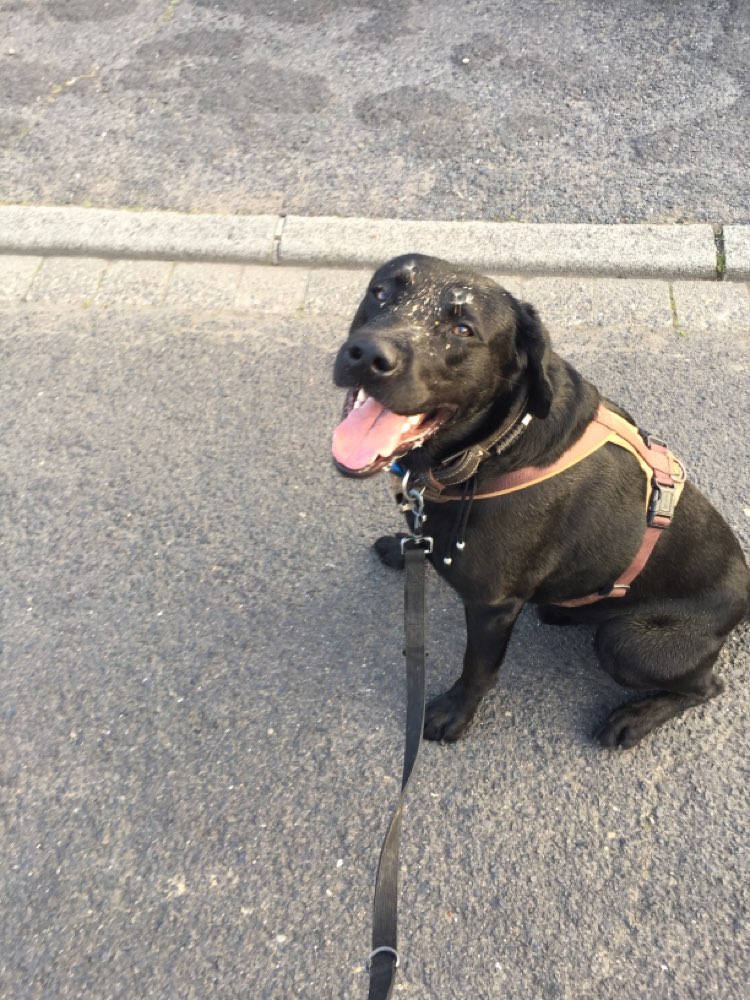 Hundetreffen-Social Walk in Leverkusen-Profilbild